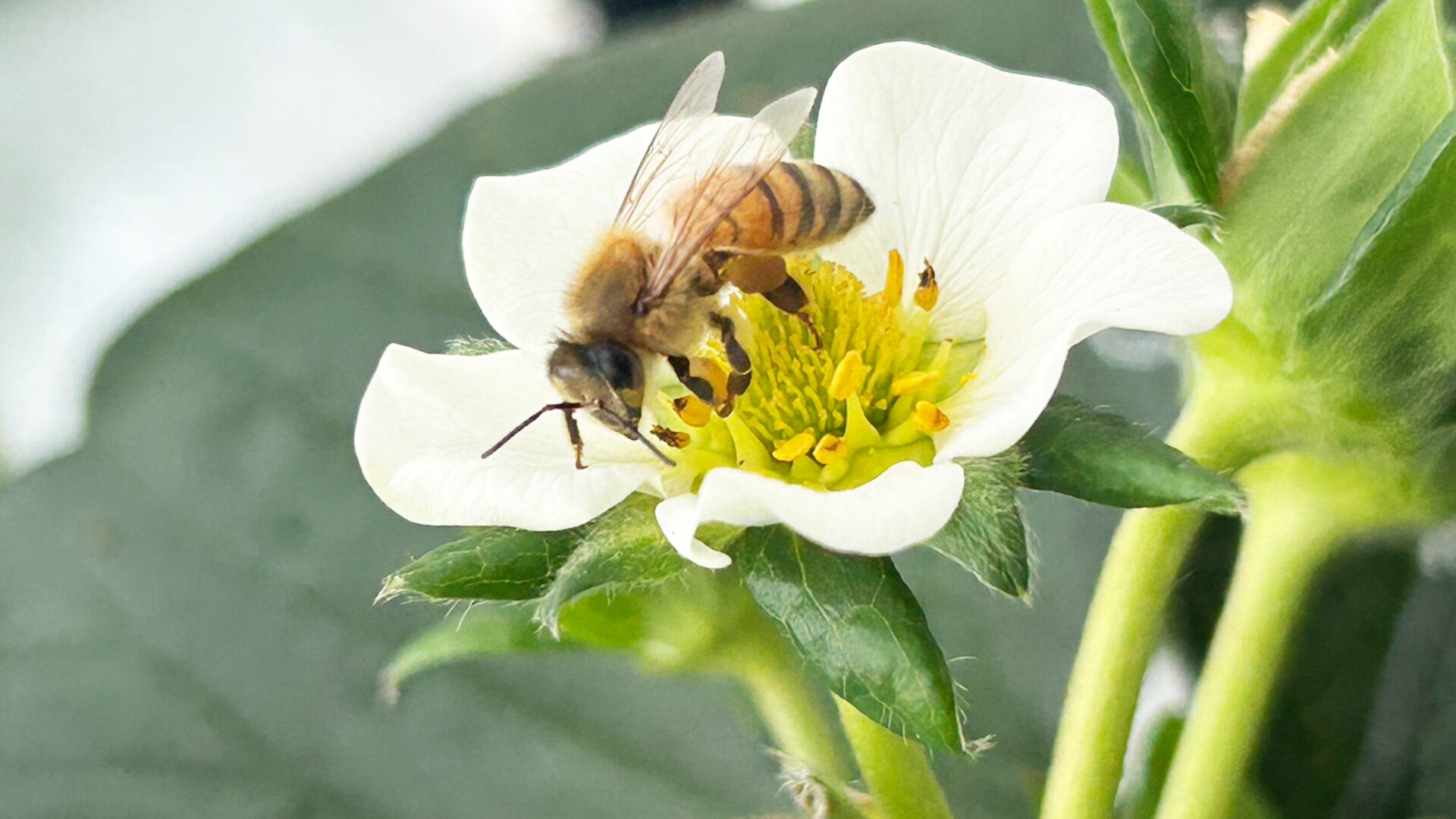 ミツバチの受粉