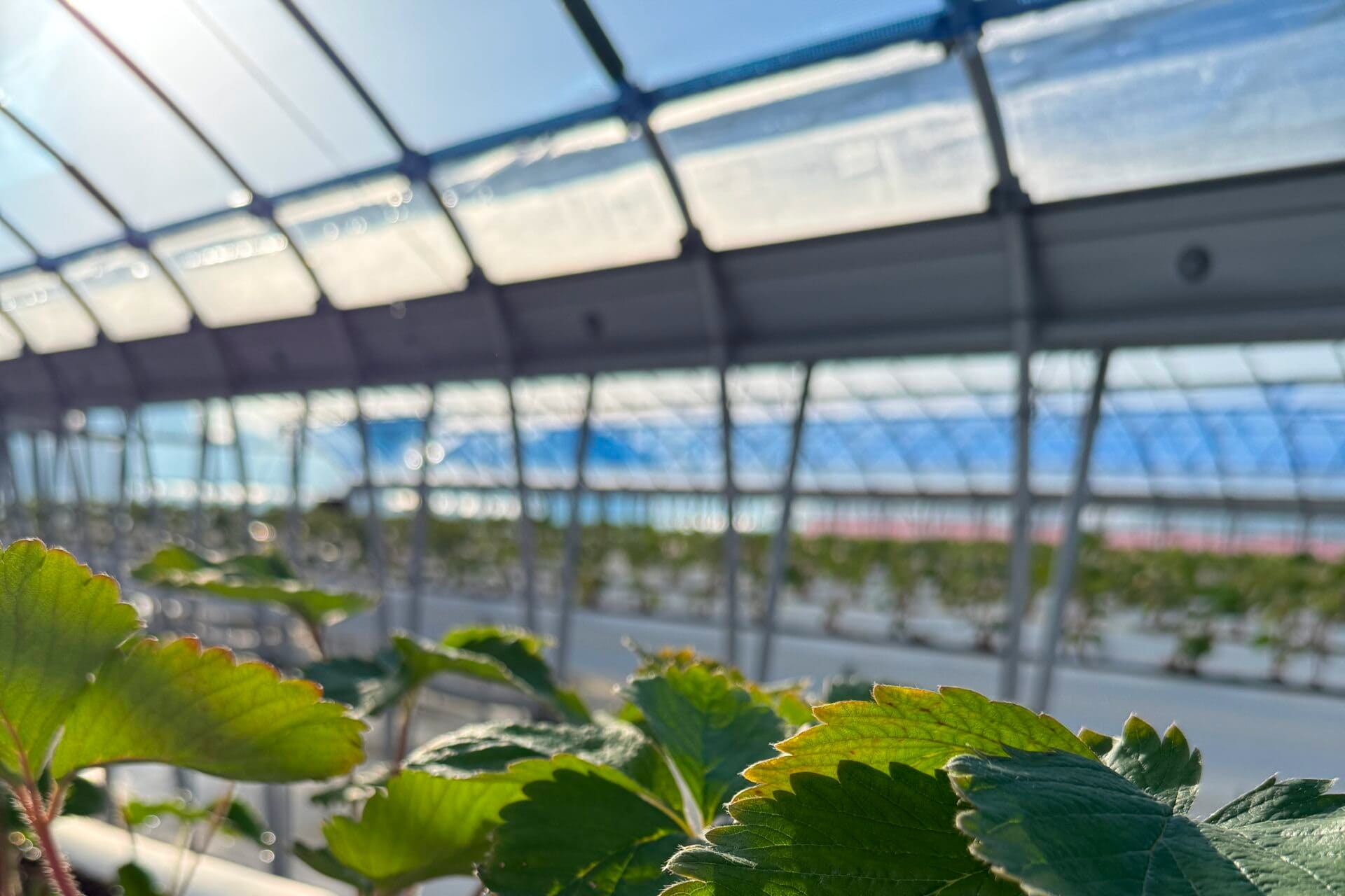 いちご農園の様子