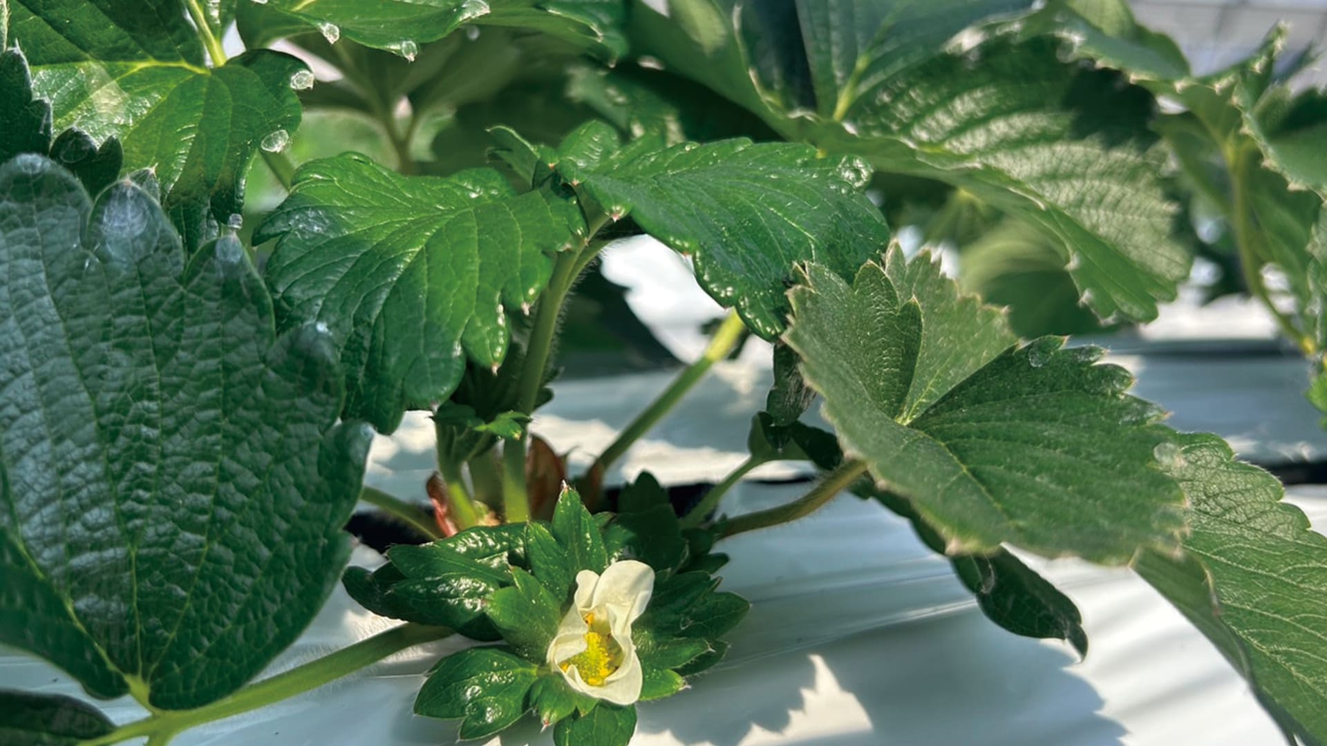 もとberryで育てている古都華の花
